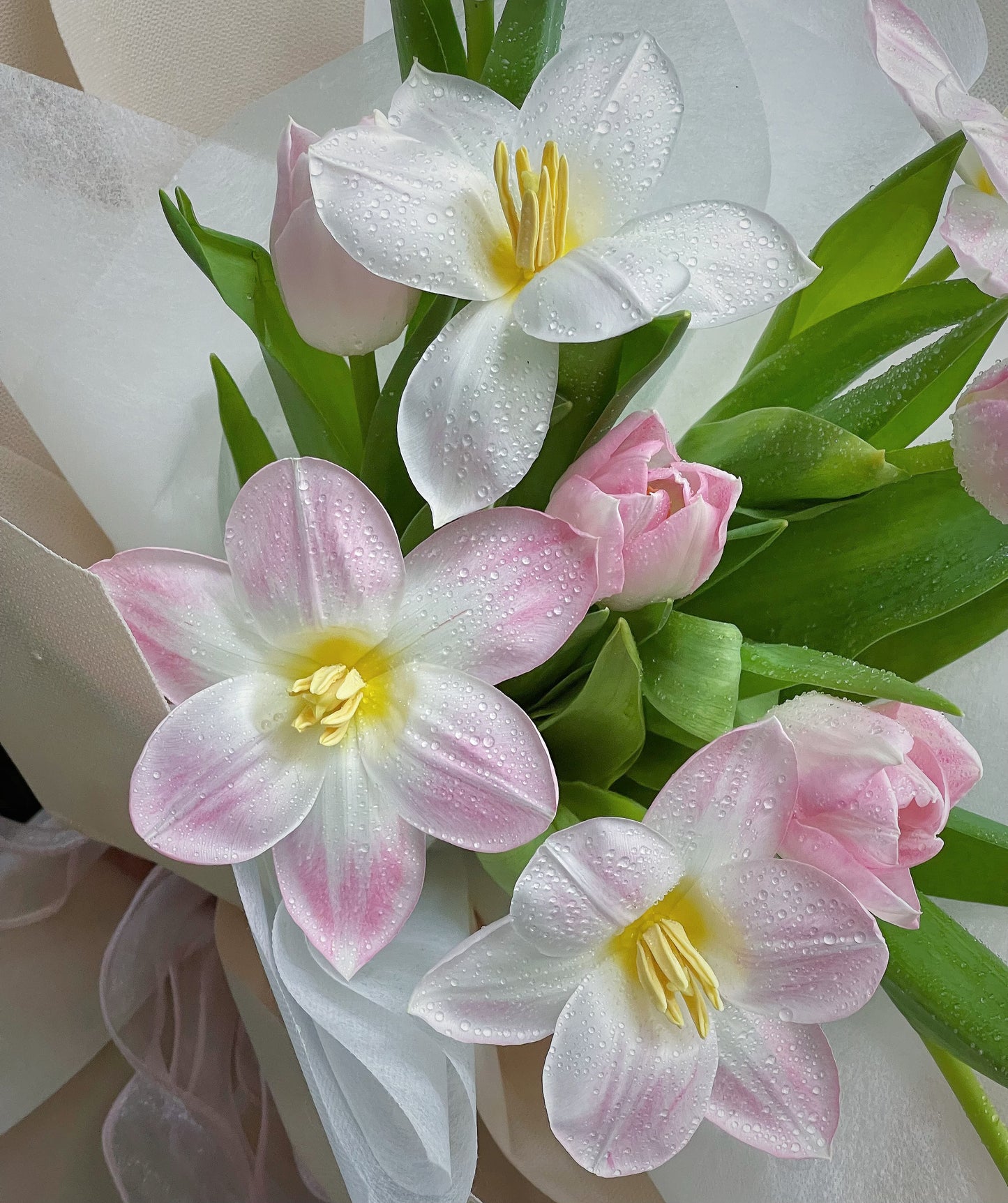 Tulip 1
