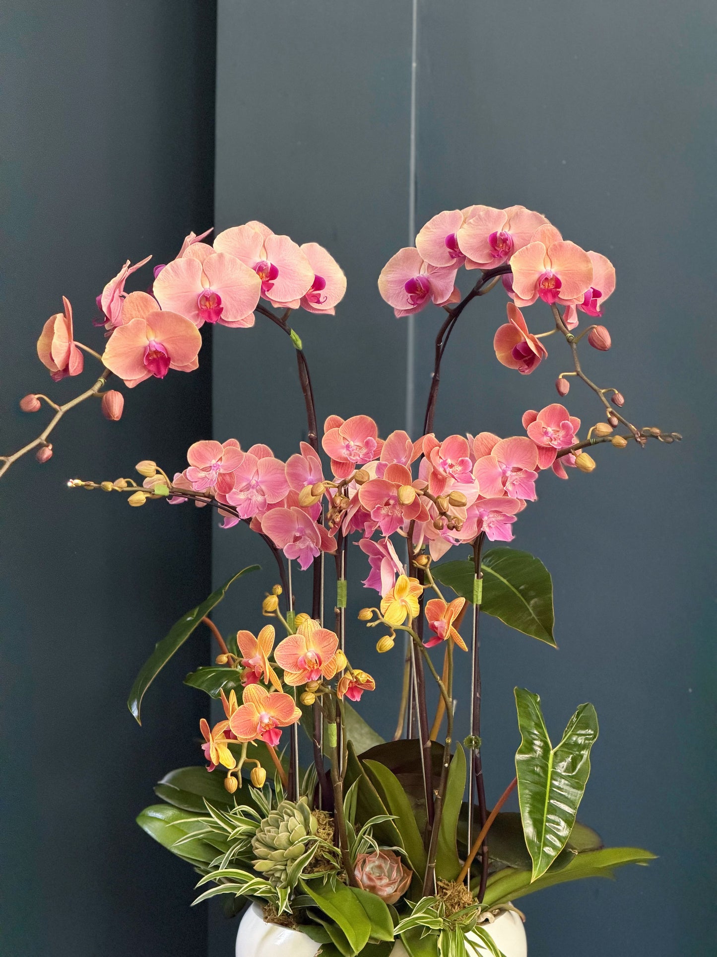Pink orchid