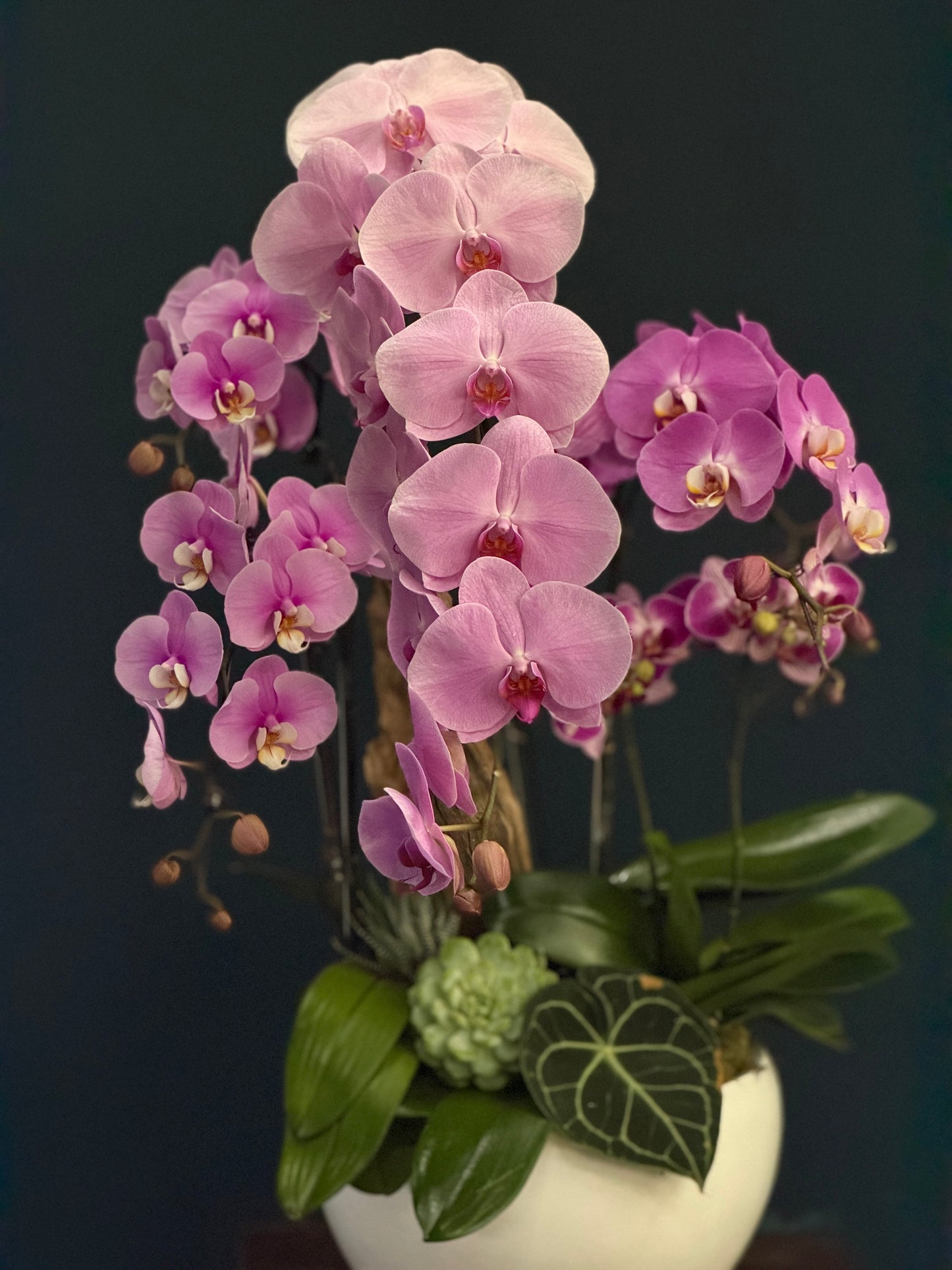 Orchid 1