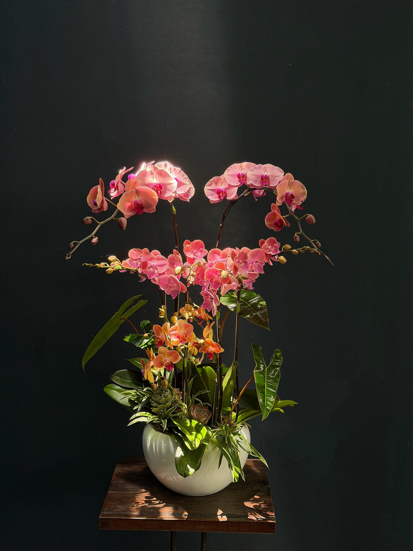 Pink orchid