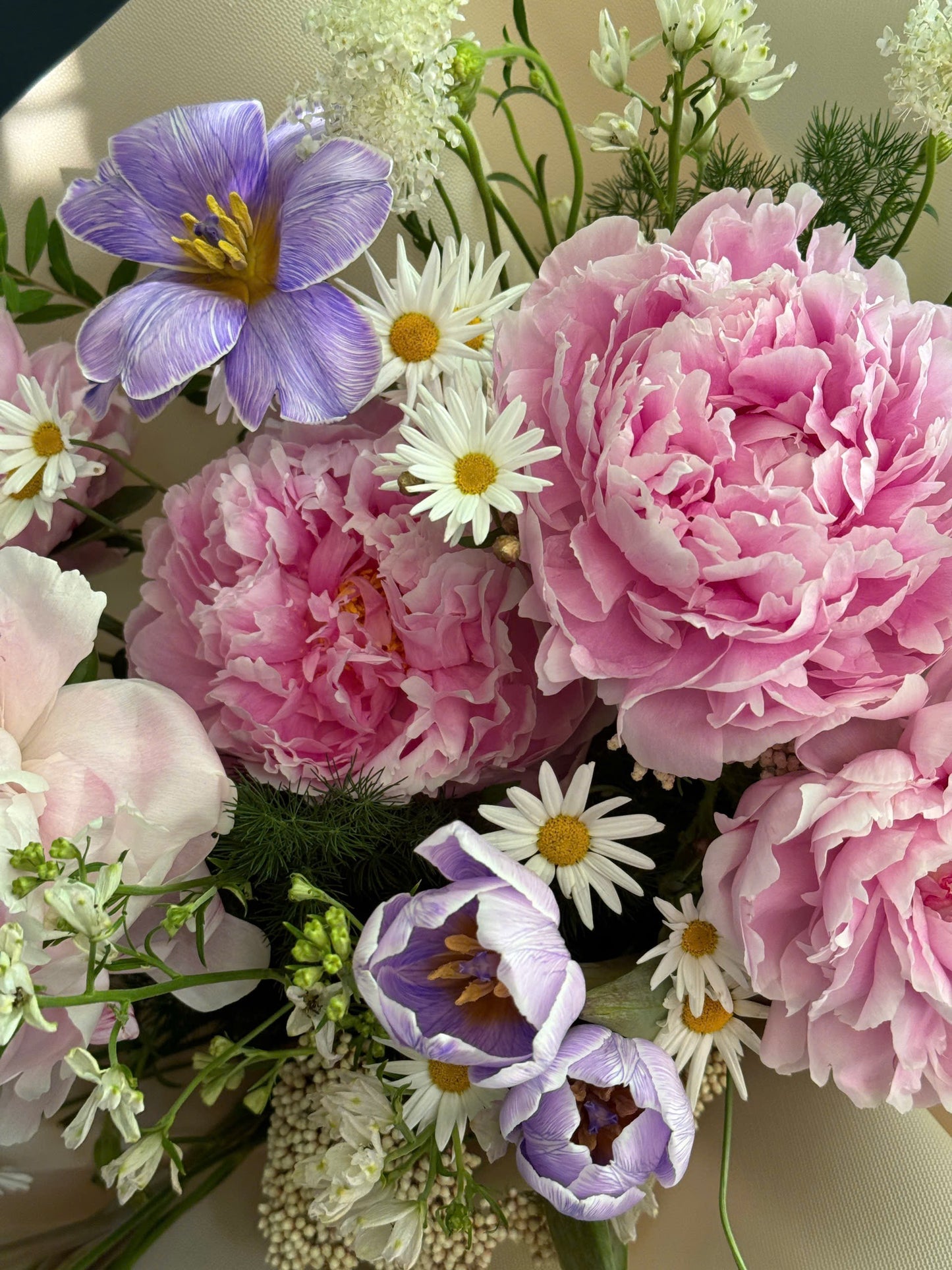 Peony 1