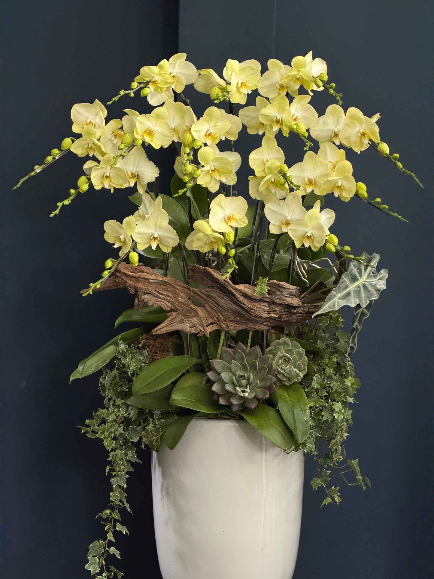 Orchid 2