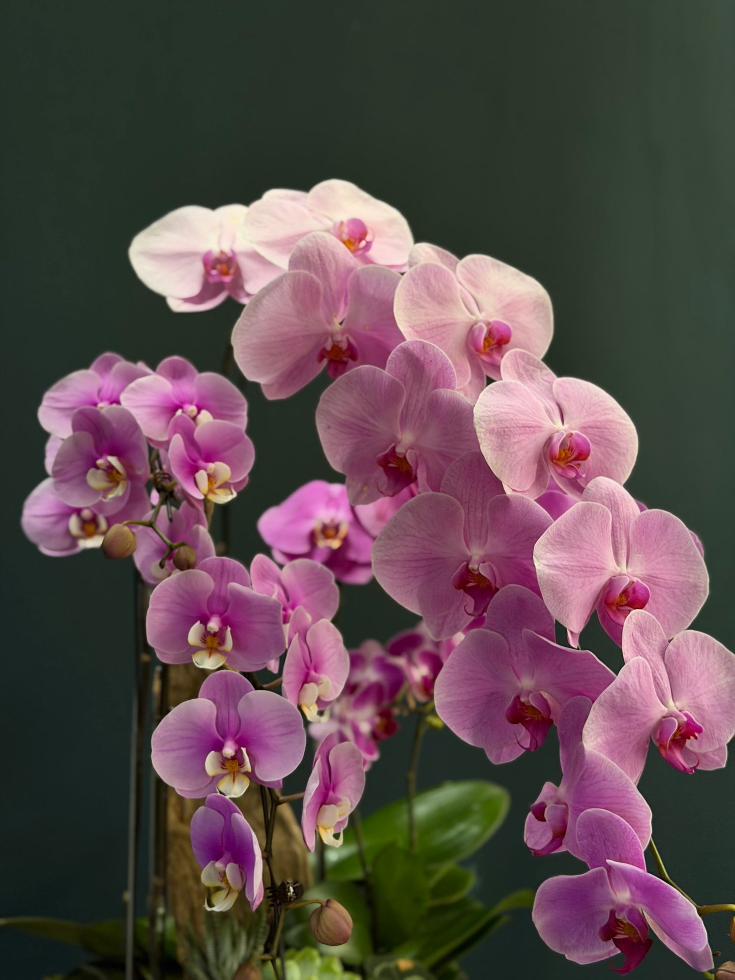 Orchid 1