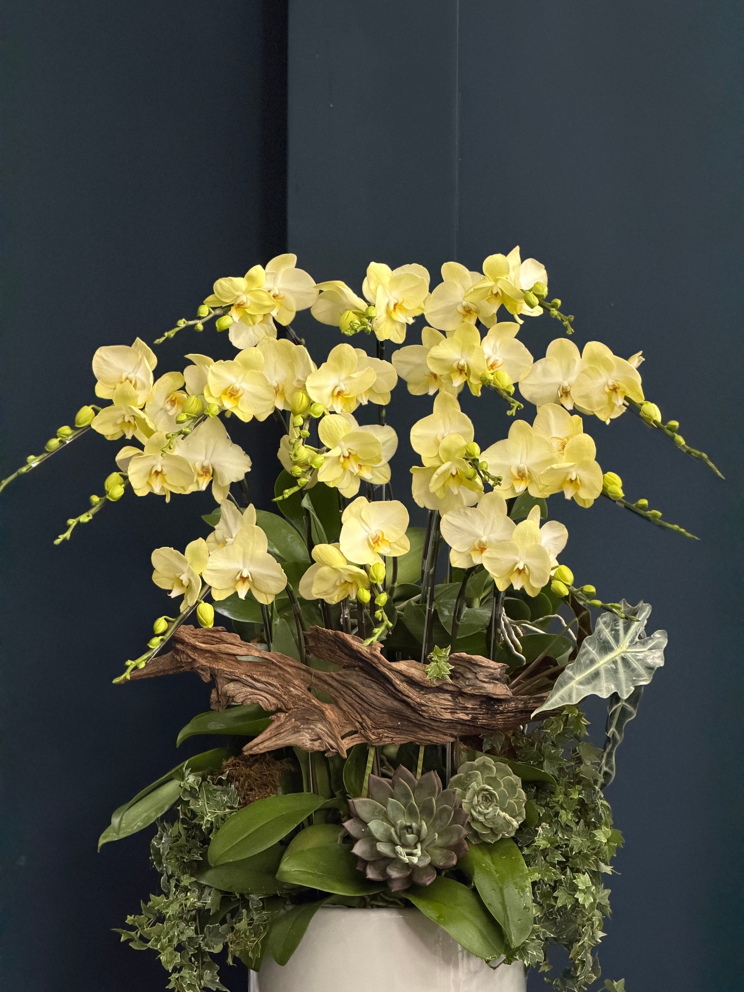 Orchid 2