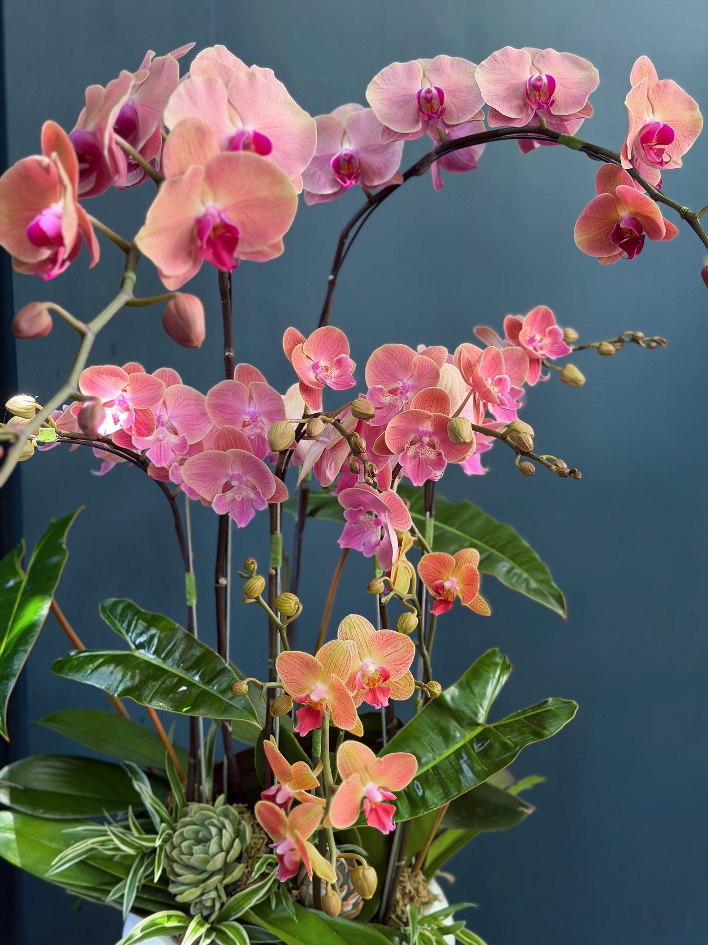 Pink orchid