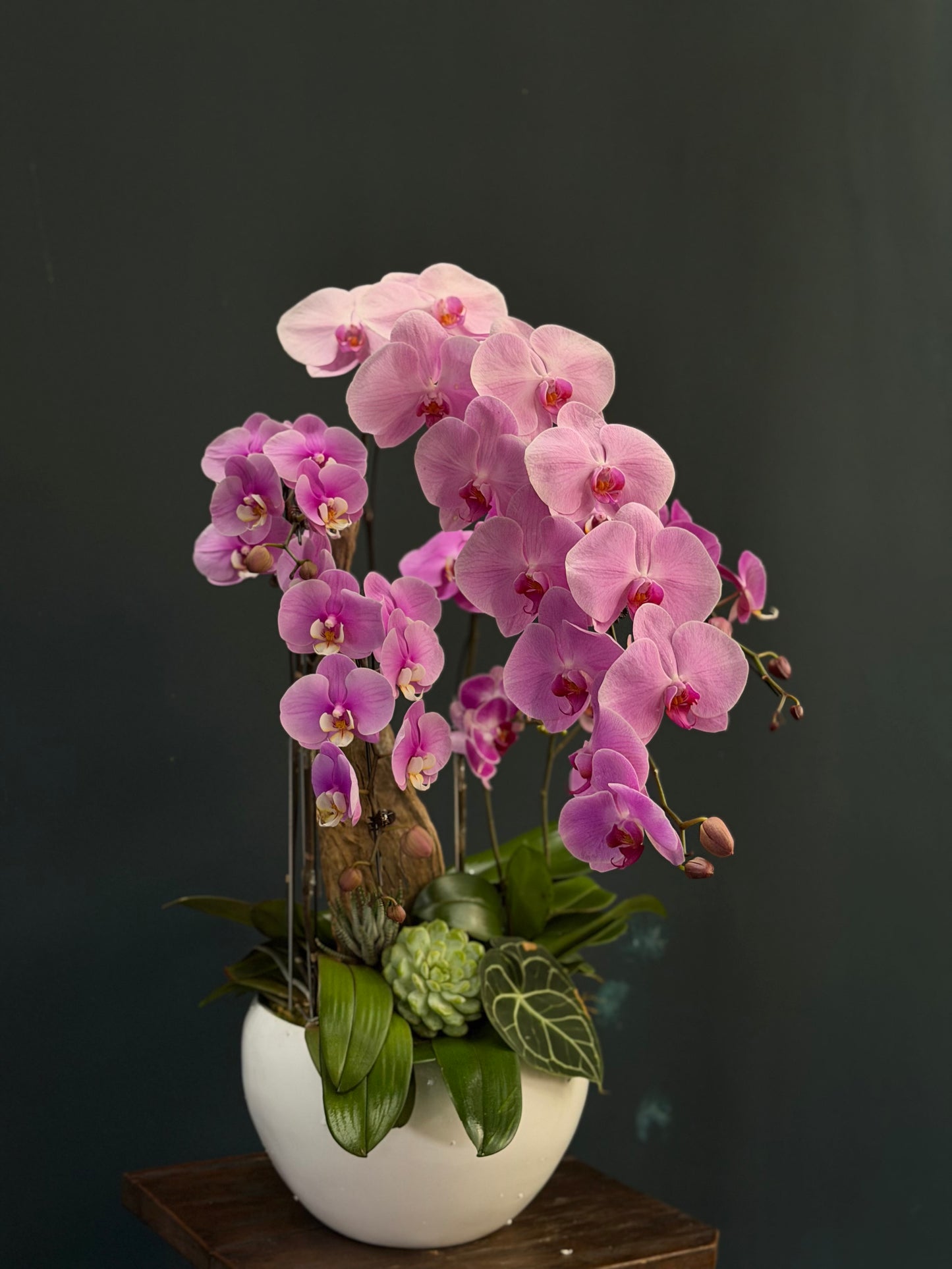 Orchid 1