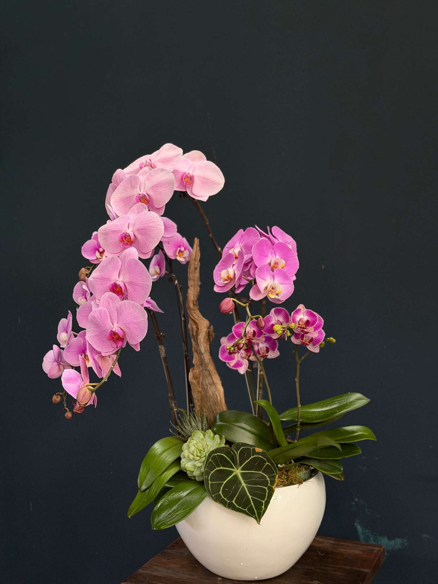 Orchid 1