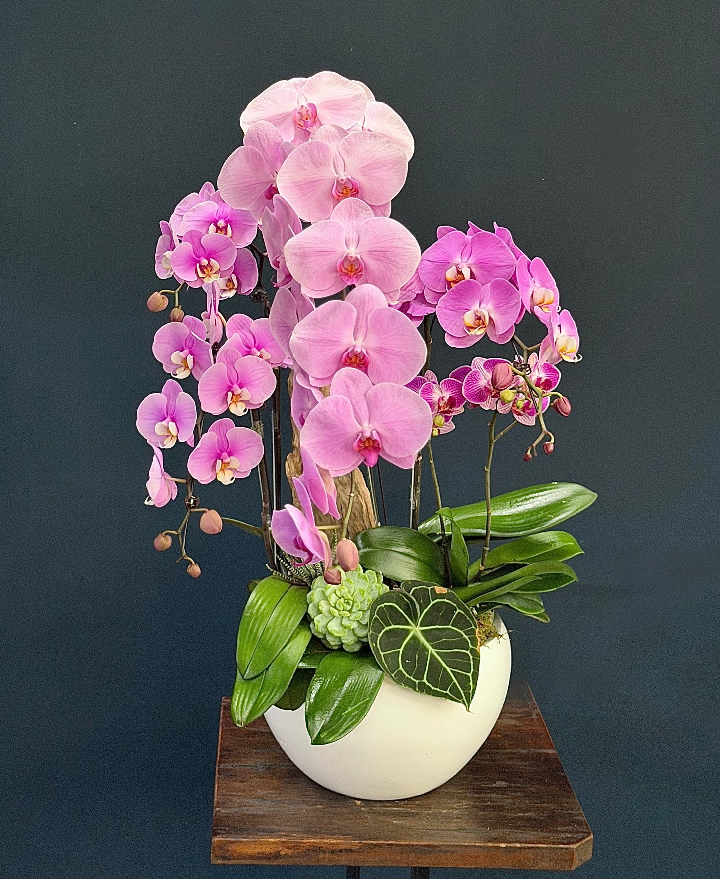 Orchid 1